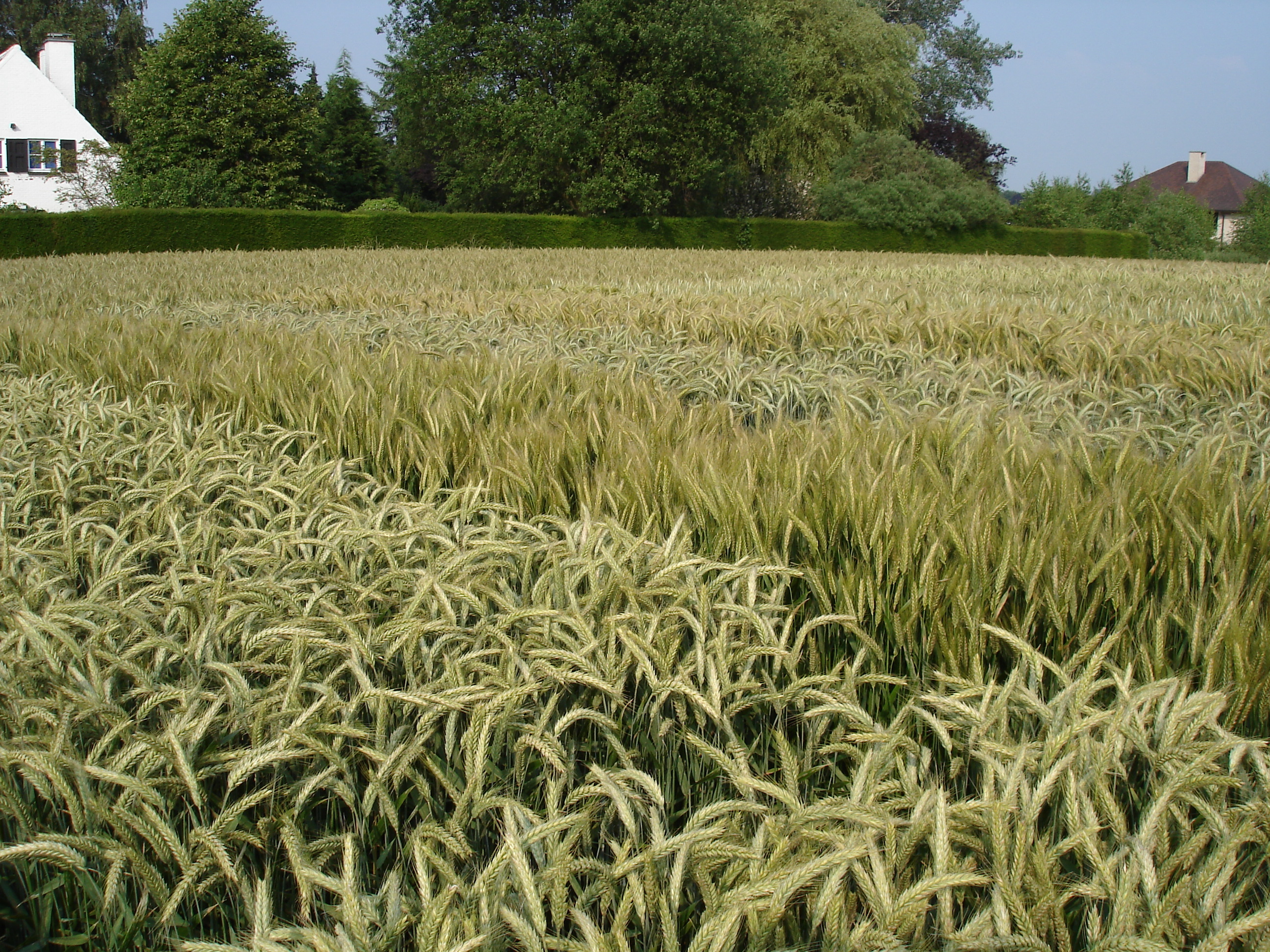 Rassenproeven
