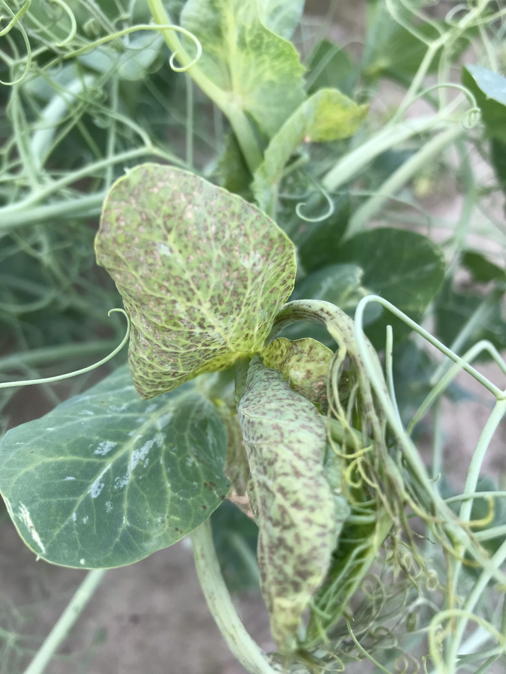 Erwt botrytis plantenziekte