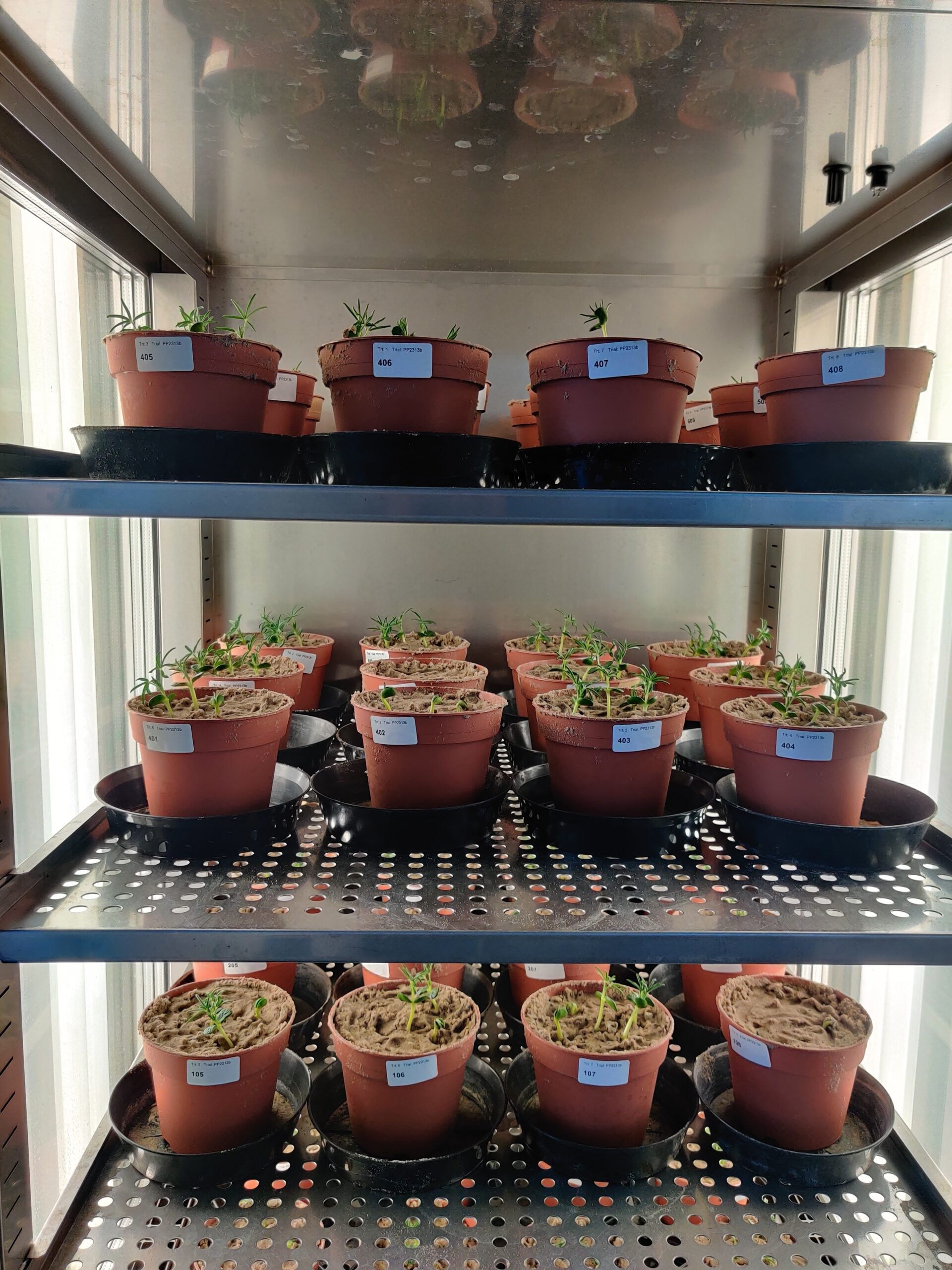 Klimaatkast proef lupine