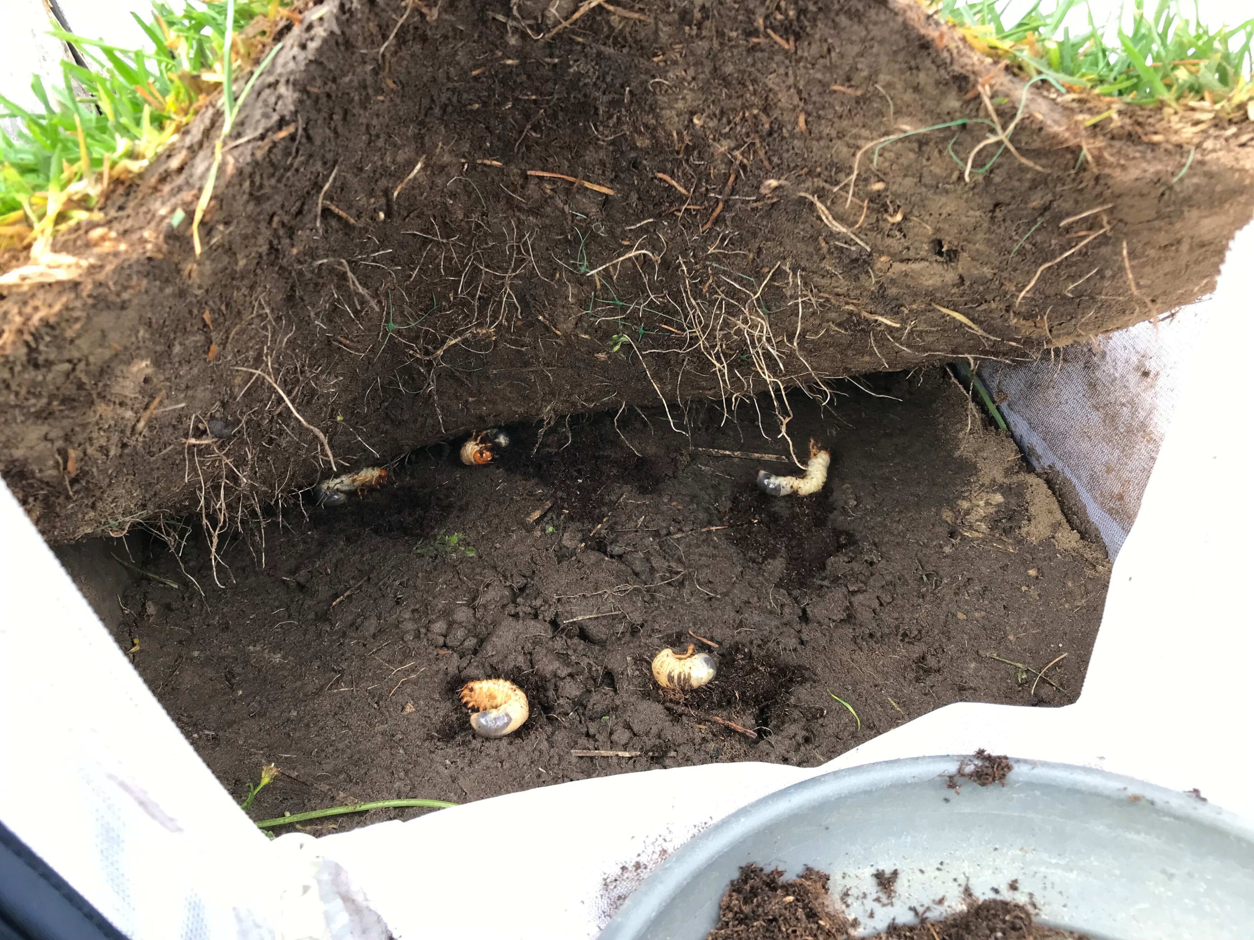 Kooiproef engerlingen engerlingen onder grasmat 8sept25