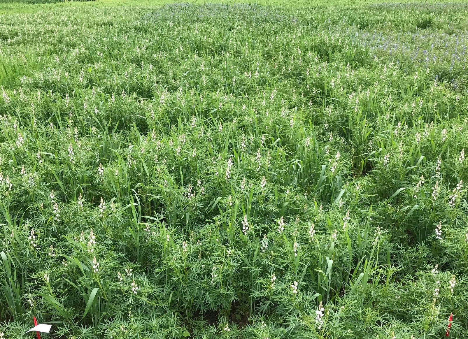 Proefveld lupinen haver