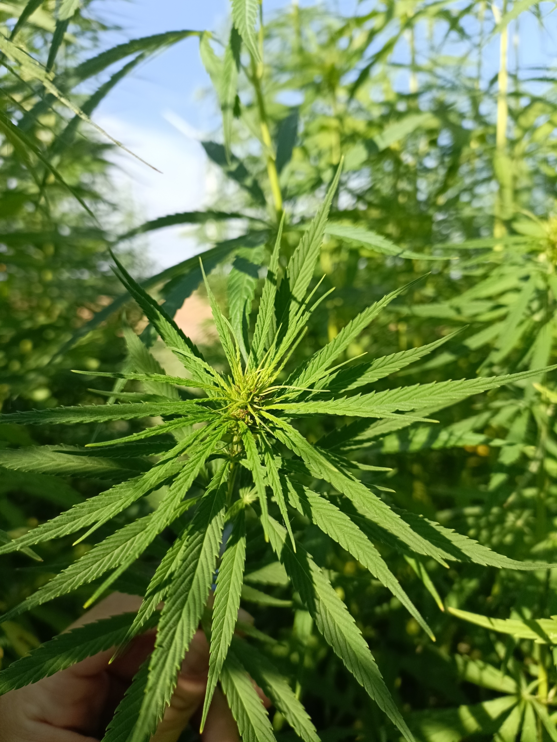 Vezelhennep plant detail