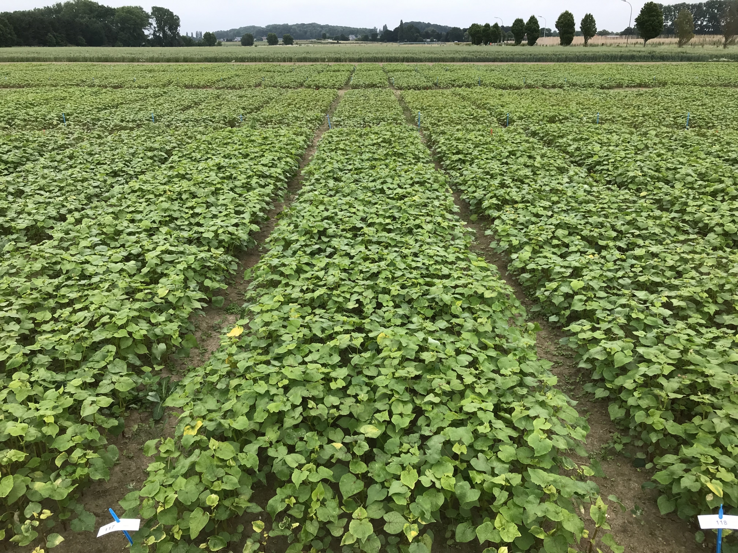 Proefveld boekweit